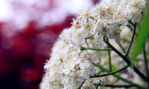 石楠花为什么叫最污花 ，石楠花为什么叫最污花？--第1张