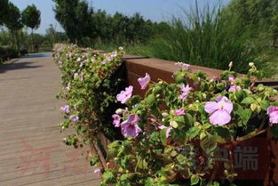 广州鲜花基地 广州鲜花基地，绽放美丽，传递温馨--第1张