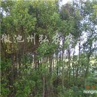 女贞树结果的图片 女贞树结果的图片--第1张