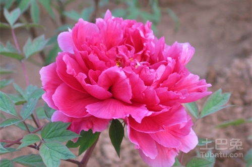中国10大名花 中国10大名花，绚丽多彩的国花瑰宝--第1张