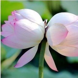 并蒂莲花的象征意义是什么 并蒂莲花的象征意义--第1张