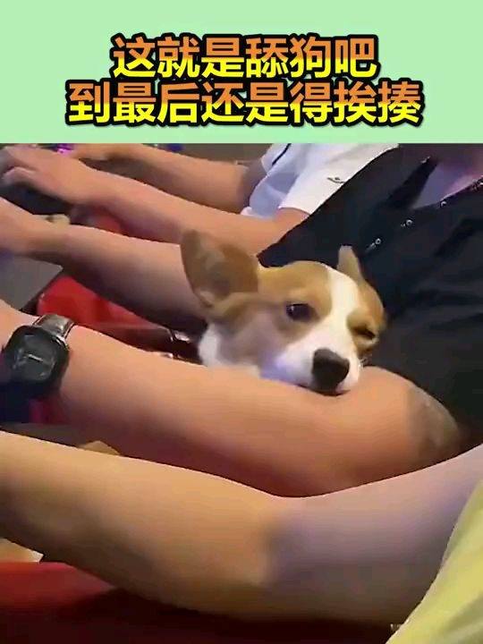 热播短剧不当舔狗后，老公急哭了免费在线观看--第1张