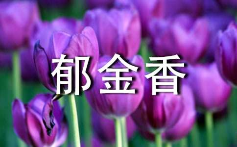 橙色郁金香花语 橙色郁金香，花语之谜--第1张