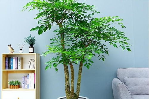 客厅最旺宅的大型植物图片 客厅最旺宅的大型植物图片--第1张