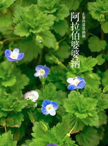 春天都开哪些花 春天都开哪些花--第1张