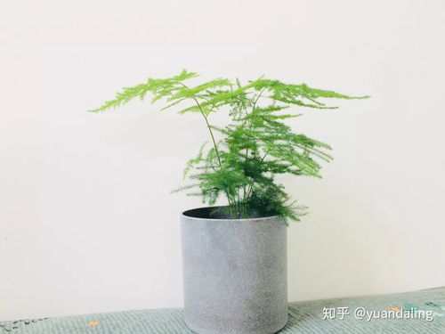 文竹变黄了怎么补救 文竹变黄了怎么补救--第1张