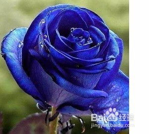 蓝玫瑰代表不正当关系 蓝玫瑰，代表不正当关系的隐喻--第1张