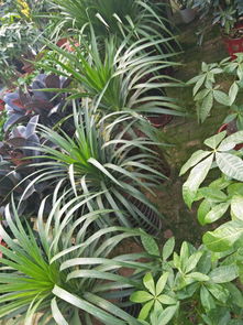 花卉绿植批发基地 花卉绿植批发基地，探寻绿色生活的秘密宝藏--第1张