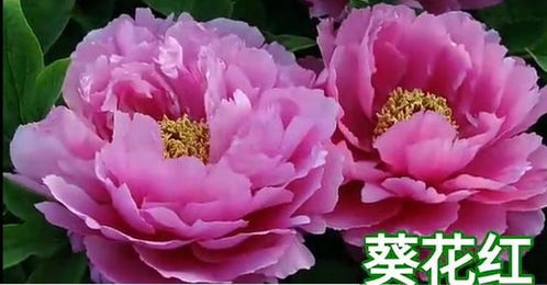 牡丹为什么是花中之王 牡丹为什么是花中之王--第1张