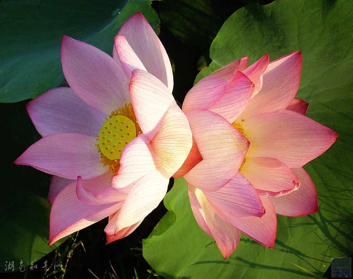 并蒂莲花唯美图片 并蒂莲花唯美图片——探寻自然之美--第1张