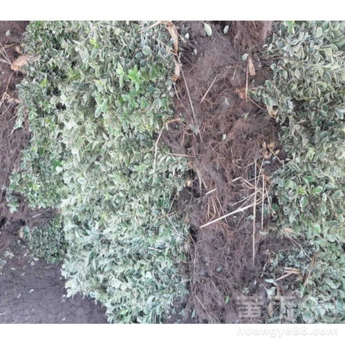 直立冬青苗木价格 直立冬青苗木价格，市场动态与未来趋势分析--第1张