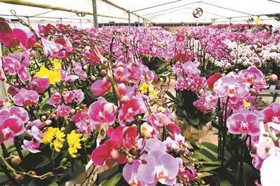 广州鲜花基地在哪 广州鲜花基地在哪--第1张