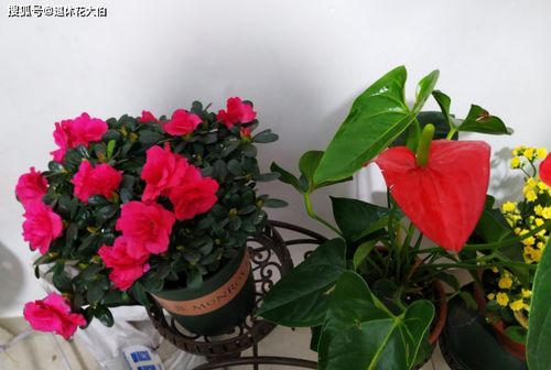 24小时依次开放的花  24小时依次开放的花--第1张