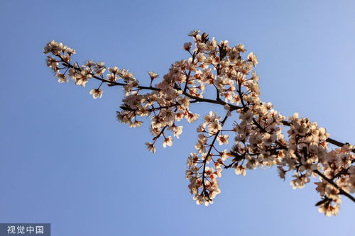 昆明鲜花基地 昆明鲜花基地，绽放的美丽与生机--第1张
