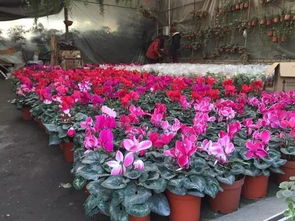 重庆鲜花批发 重庆鲜花批发市场，一站式采购，品质与价格的完美结合--第1张