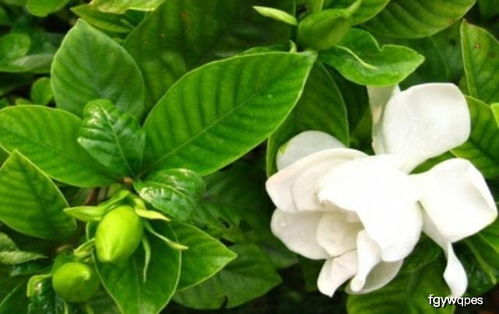 栀子花黄叶是什么原因 ，栀子花黄叶的原因--第1张