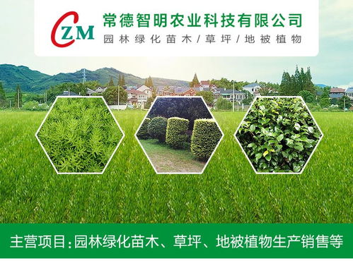 佛甲草耐阴吗 佛甲草耐阴吗？揭秘其生长环境与光照需求--第1张