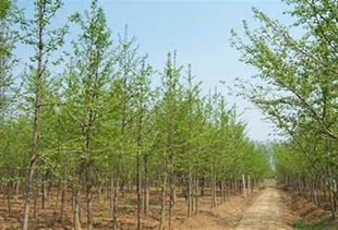 最新陕西苗木求购信息 最新陕西苗木求购信息--第1张
