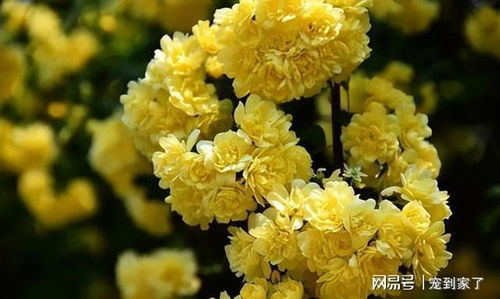 木香花图片 木香花图片，美丽与香气的完美结合--第1张