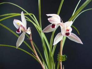 最贵兰花1500万云南兰花 最贵兰花1500万，云南兰花绽放的瑰丽传奇--第1张