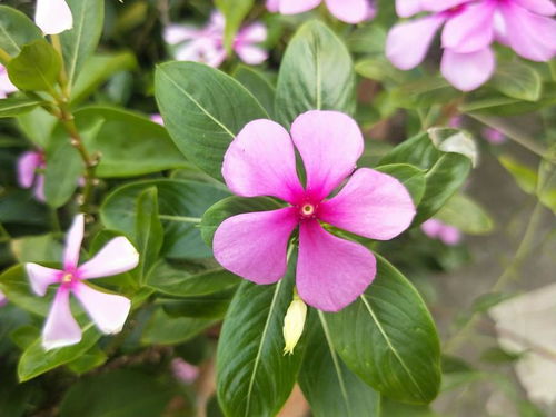 长春花 长春花的魅力，绚丽多彩的花卉奇观--第1张