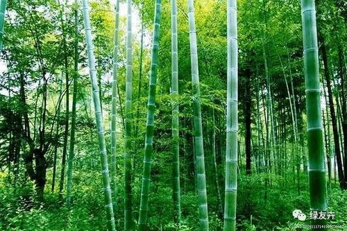 竹子 竹子的魅力，自然界的奇迹--第1张