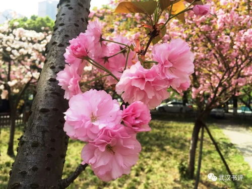 春天的花朵图片 春天的花朵图片，繁花似锦，生机盎然--第1张
