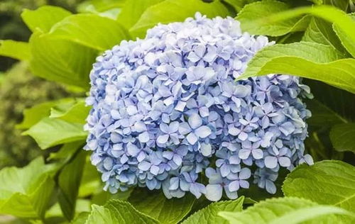 绣球花代表什么 绣球花代表什么--第1张
