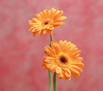 扶郎花图片 花语 扶郎花图片与花语——绽放的热情与真挚的情感--第1张