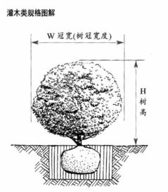中国苗木网最新报价 中国苗木网最新报价，掌握市场动态，轻松采购优质苗木--第1张