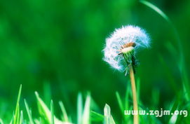 蒲公英真正的花语寓意 蒲公英真正的花语寓意--第1张