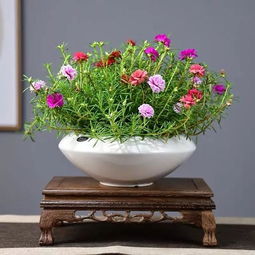 适合家养的138种花卉 适合家养的138种花卉--第1张