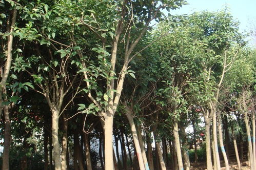 女贞图片大全大图 女贞图片大全大图--第1张