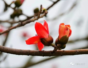 木棉花图片大全 木棉花图片大全--第1张