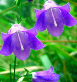 白色风铃草的花语 白色风铃草的花语，纯洁与无尽的思念--第1张
