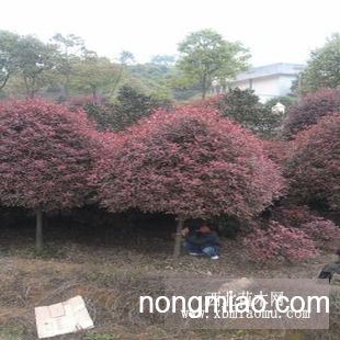 红叶石楠树价格表 红叶石楠树价格表--第1张