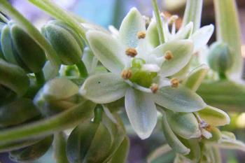 虎眼万年青开花图片 虎眼万年青开花图片--第1张