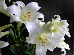 百合花是什么样子的 百合花，美丽而高雅的花朵--第1张