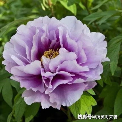 中国国花是什么最正确 中国国花最正确选择--第1张