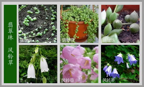 1000种花名和图片大全 1000种花名和图片大全--第1张