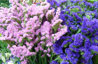 勿忘我图片鲜花 勿忘我图片鲜花——永恒的记忆与情感的寄托--第1张