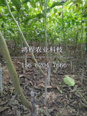哪里有树苗出售 哪里可以购买树苗？--第1张