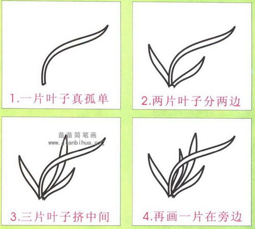 兰花图片简笔画 兰花图片简笔画教程--第1张