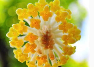 结香花树图片 结香花树图片——美丽与治愈的双重体验--第1张