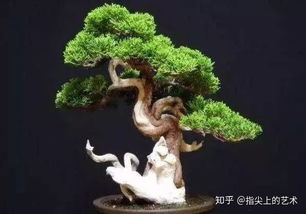 中国最值钱的十大盆景树种 中国最值钱的十大盆景树种--第1张