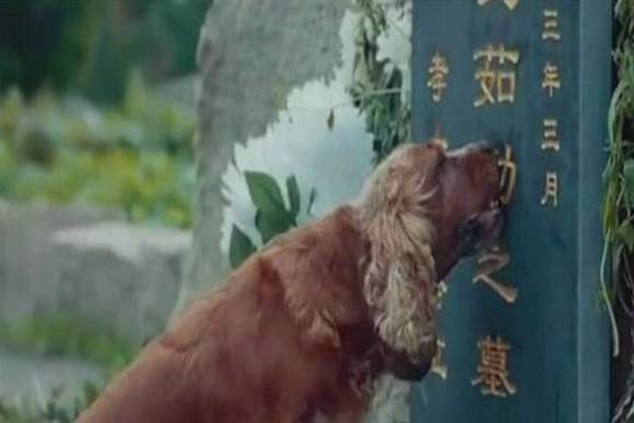 短剧她死后薄爷跪在墓碑前哭成狗短剧完整版 短剧她死后薄爷跪在墓碑前哭成狗完整版--第1张