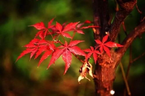 花可治愈人心的句子 花可治愈人心的句子--第1张