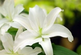 白百合花语是什么 白百合花语--第1张