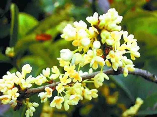 月桂树和桂花树一样吗 月桂树和桂花树一样吗--第1张