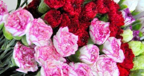 康乃馨花语19朵代表什么 ，康乃馨花语19朵的寓意与象征--第1张